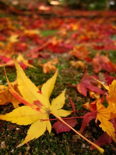 大叔遊九州之福岡市友泉亭公園