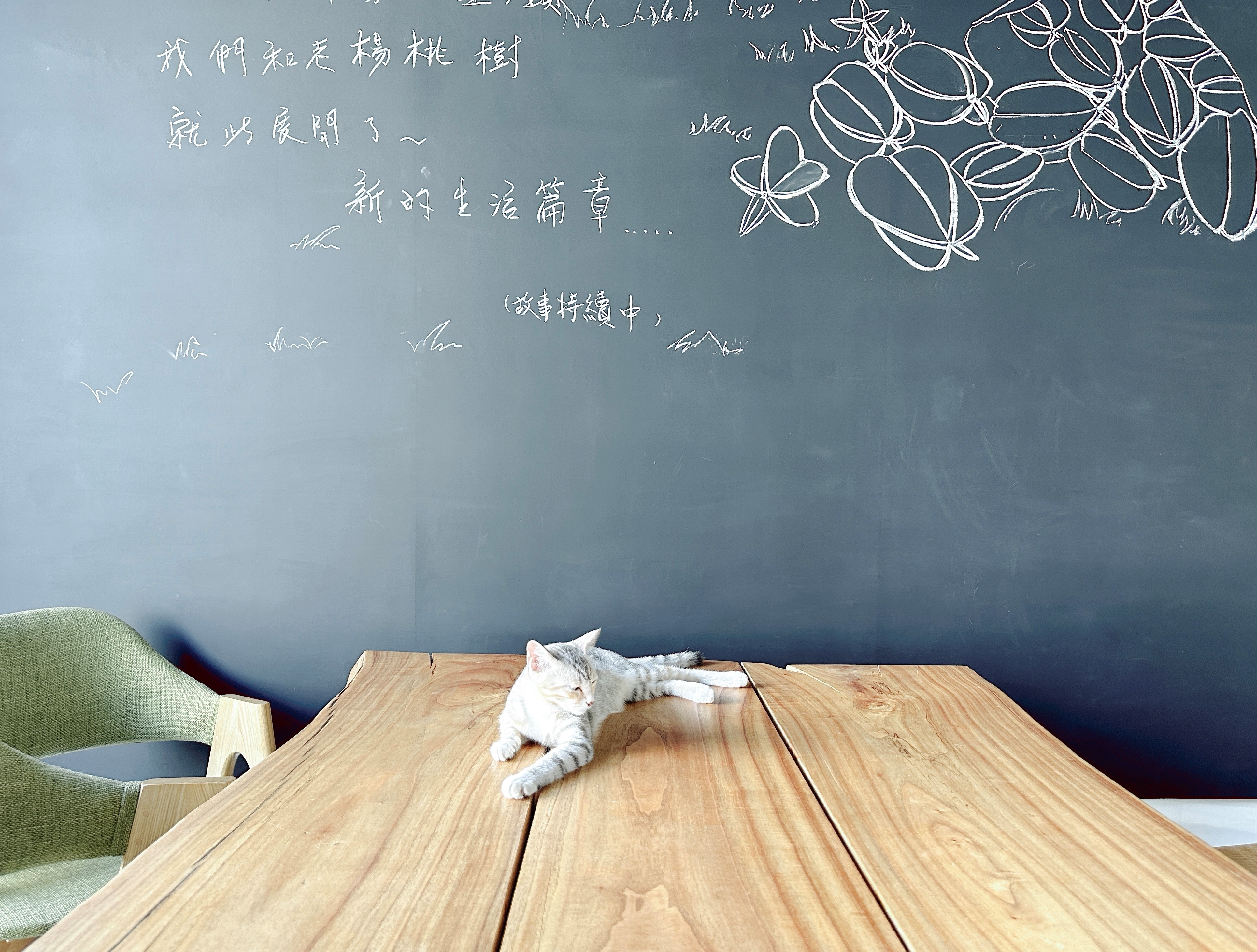 學習像貓一樣生活:專注而自在,平淡卻充實