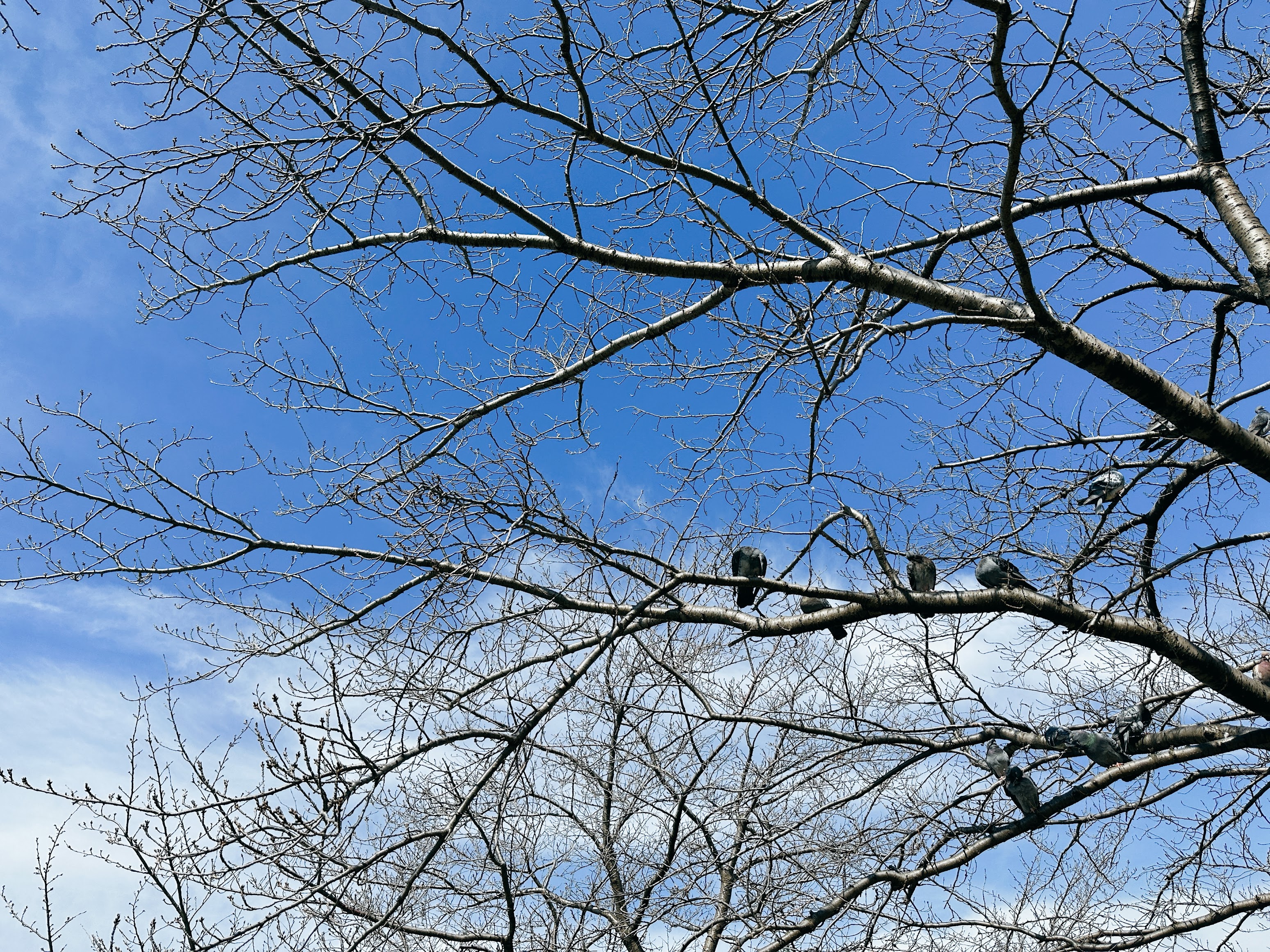 優秀能幹但內心衝突的紫微天相