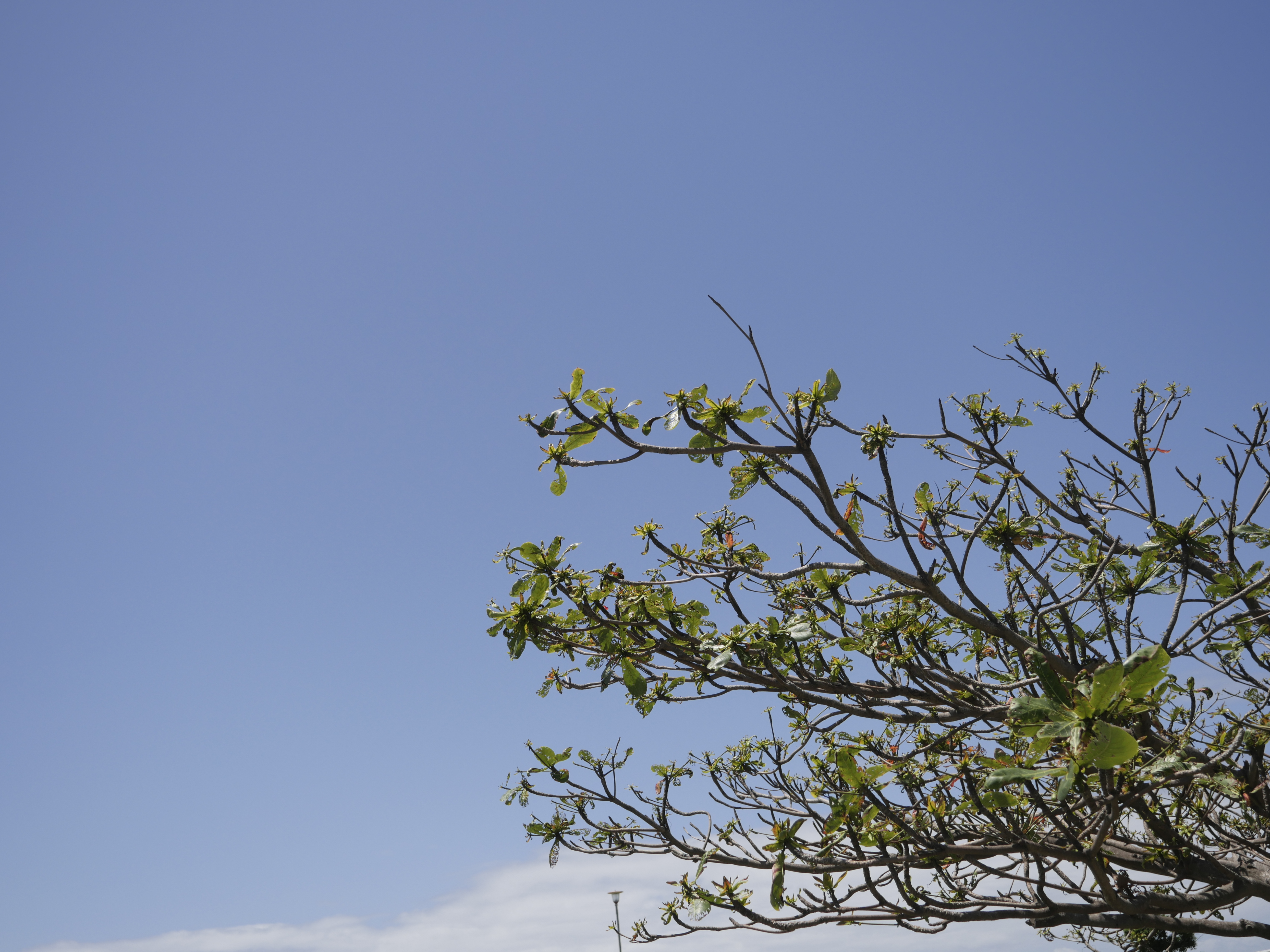 探索紫微星的內心世界